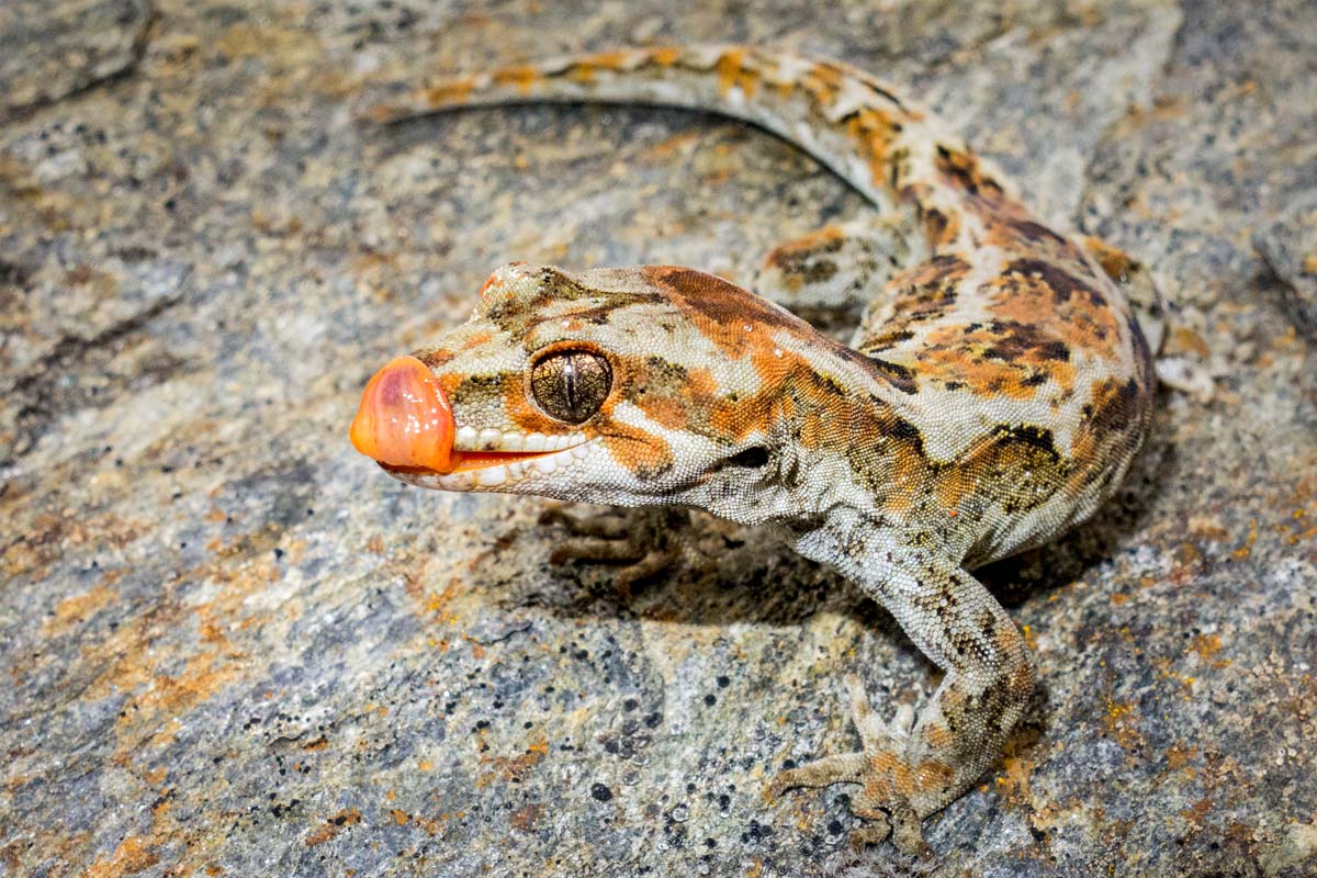 Orange spotted gecko