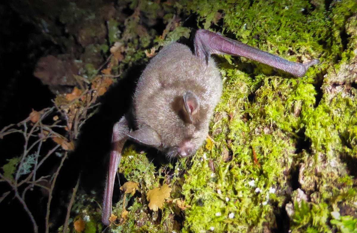 Short-tailed bat