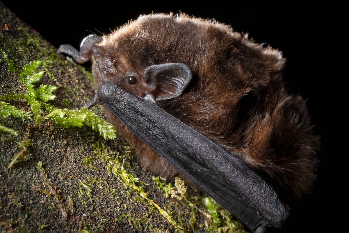 Long-tailed Bat by Grant Maslowski
