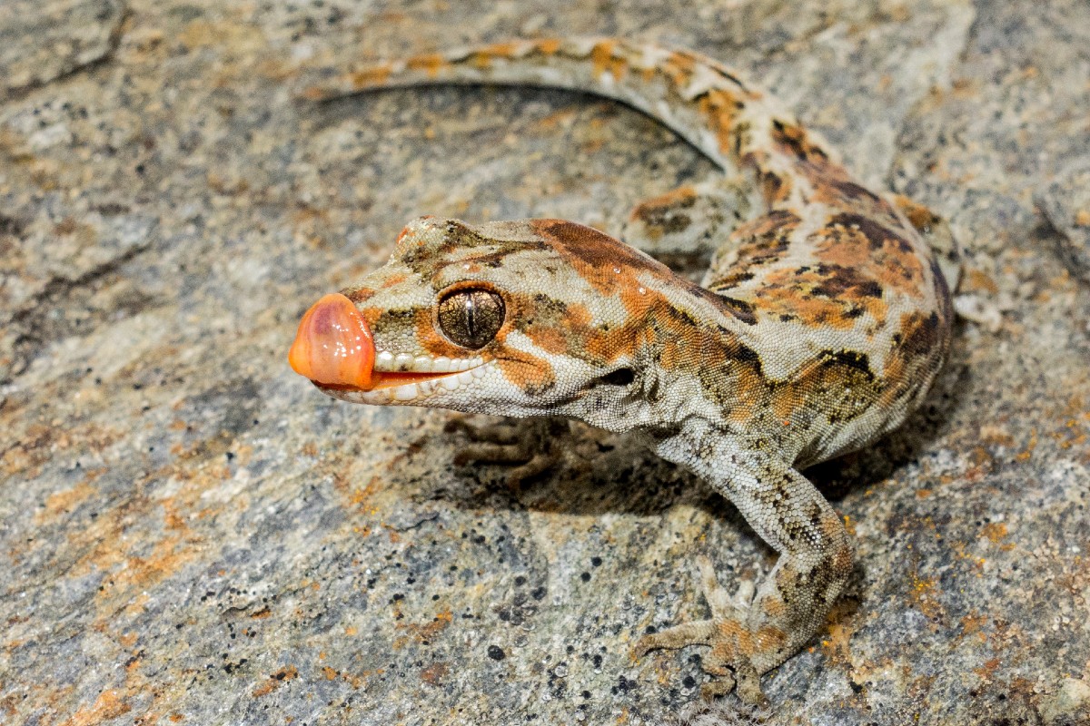 Orange Spotted Gecko